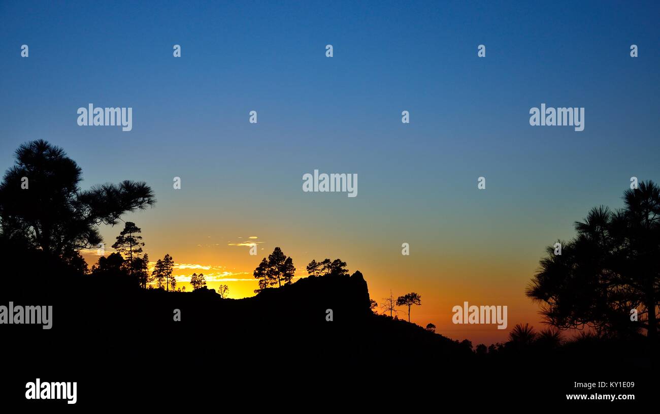 Beautiful sunset among the pines, Pilancones, natural park of Gran canaria, Canary islands Stock Photo