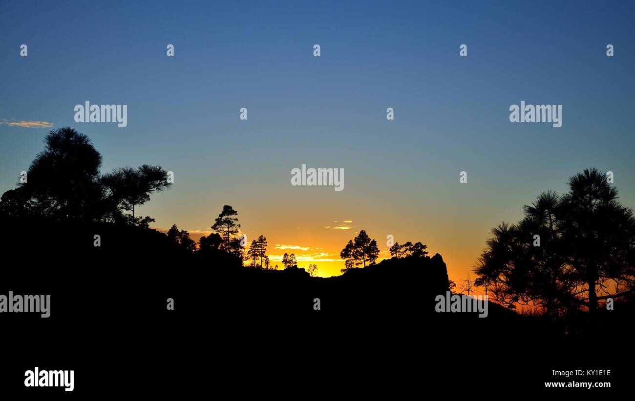 Beautiful sunset among pines, Pilancones, summit of Gran canaria, Canary islands Stock Photo