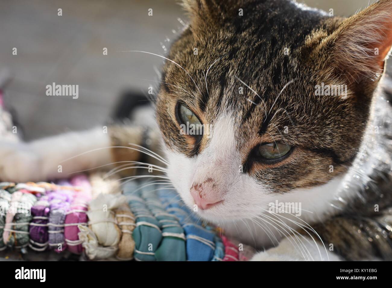 Closeup portrait of house cat looking into camera Stock Photo - Alamy