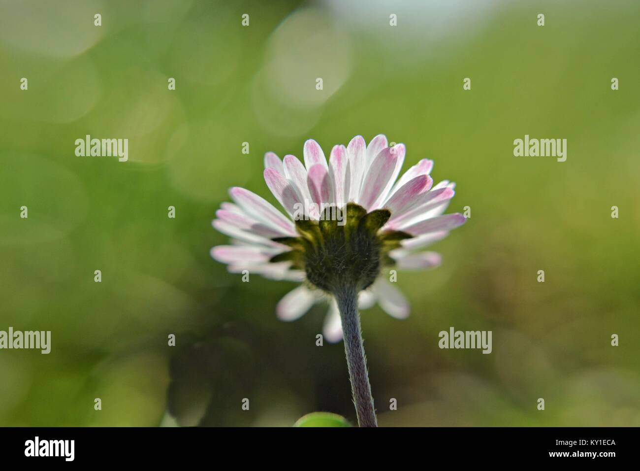 White isolated daisy on a green background Stock Photo - Alamy