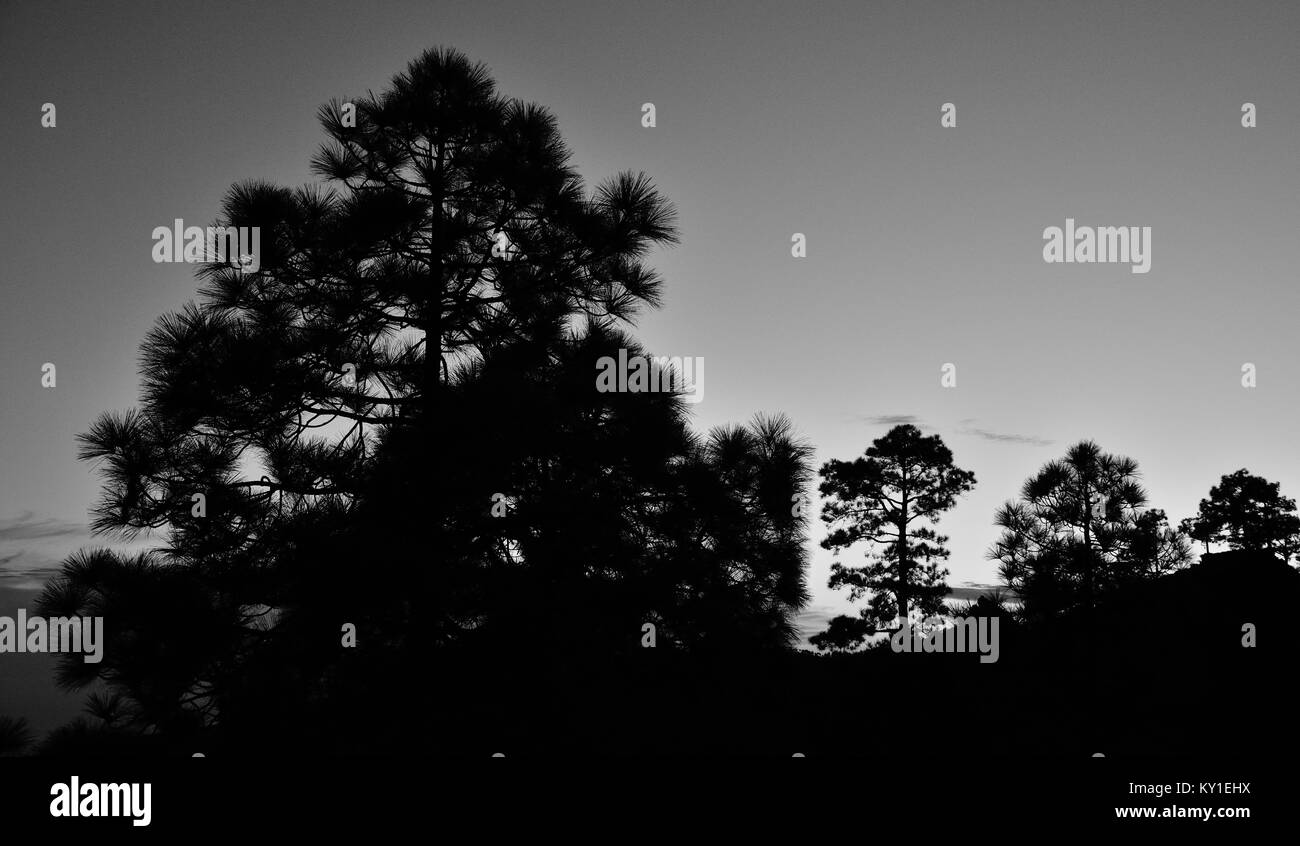 Pine trees backlit, nightfall from the natural park of Pilancones, black and white, Canary islands Stock Photo