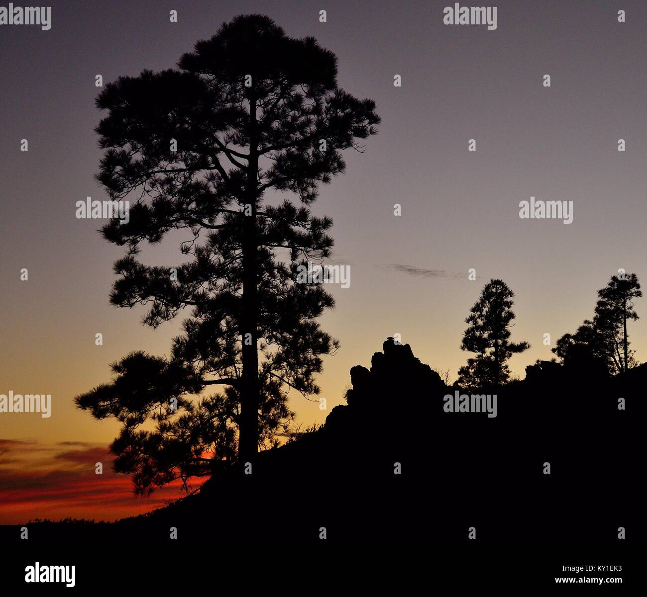 Silhouettes of canary pines at nightfall, Pinus canariensis, Natural park of Pilancones, Gran canaria island Stock Photo