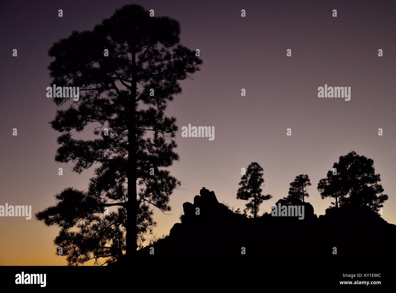 Silhouettes of pines at nightfall, Natural park of Pilancones, Gran canaria, Canary islands, Spain Stock Photo