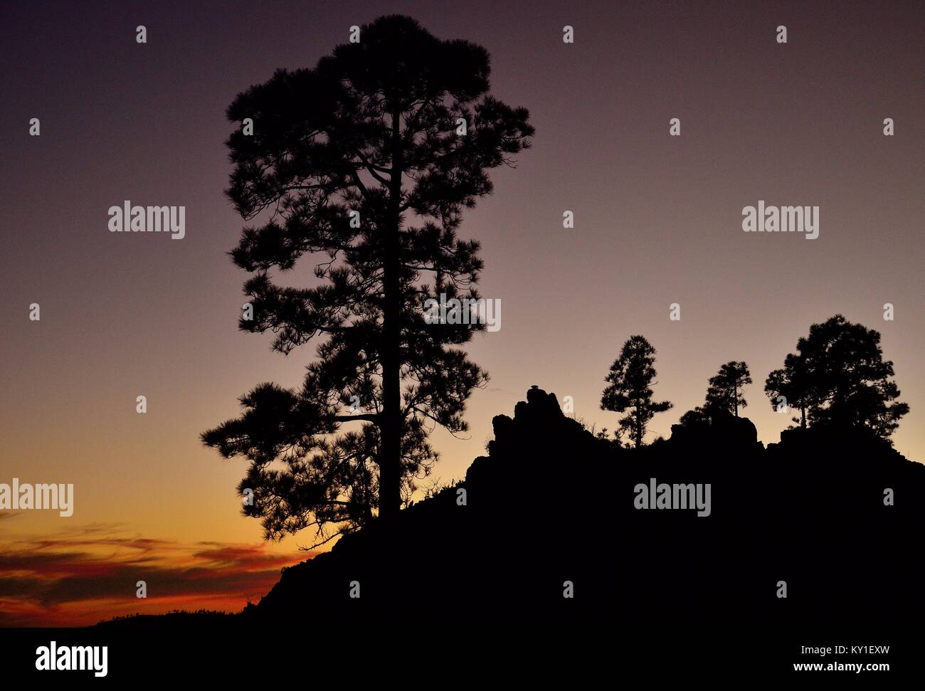 Silhouettes of pines at nightfall, Pinus canariensis, Natural park of Pilancones, Gran canaria, Canary islands Stock Photo