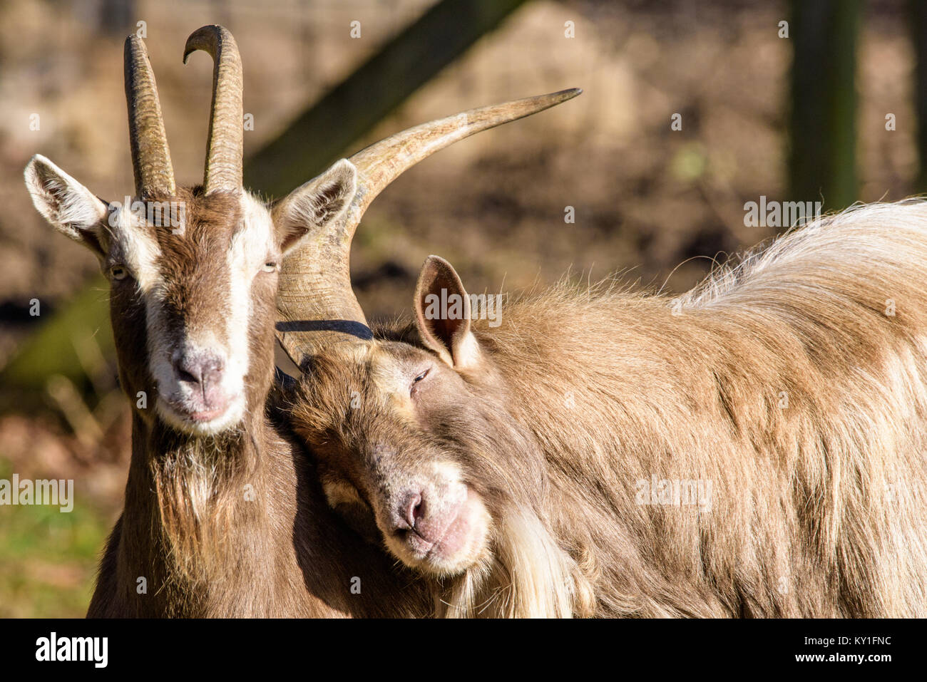 Color outdoor wildlife animal portrait of couple of cozy sweet lovely ...