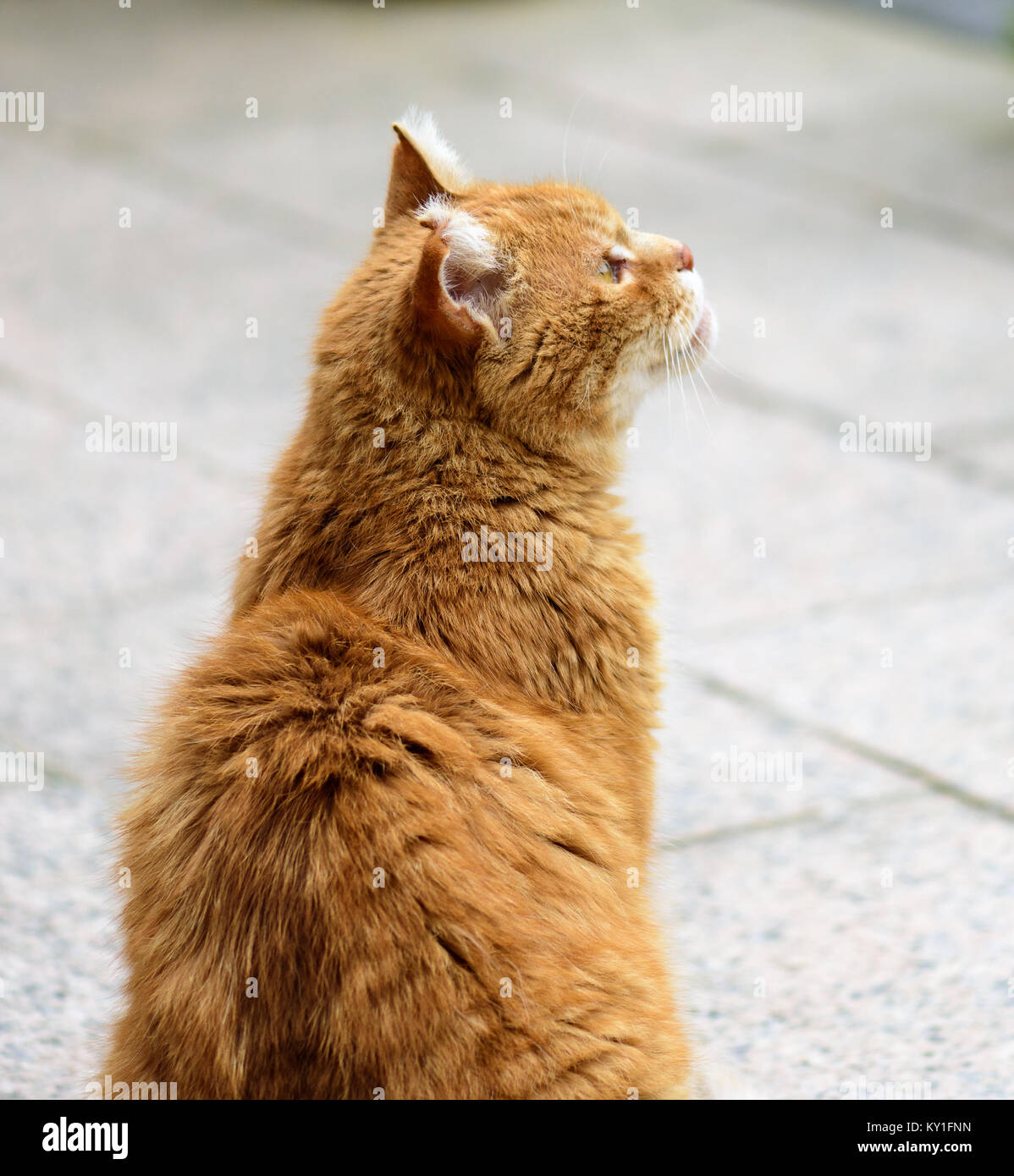 Gold and on sale white cat