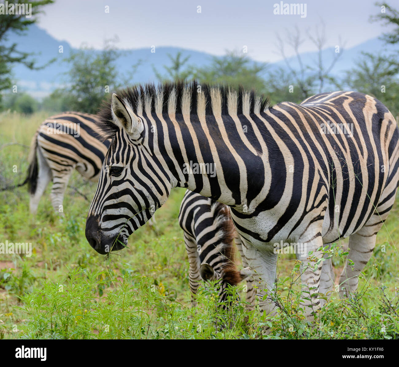 Lovely zebra picture hi-res stock photography and images - Alamy