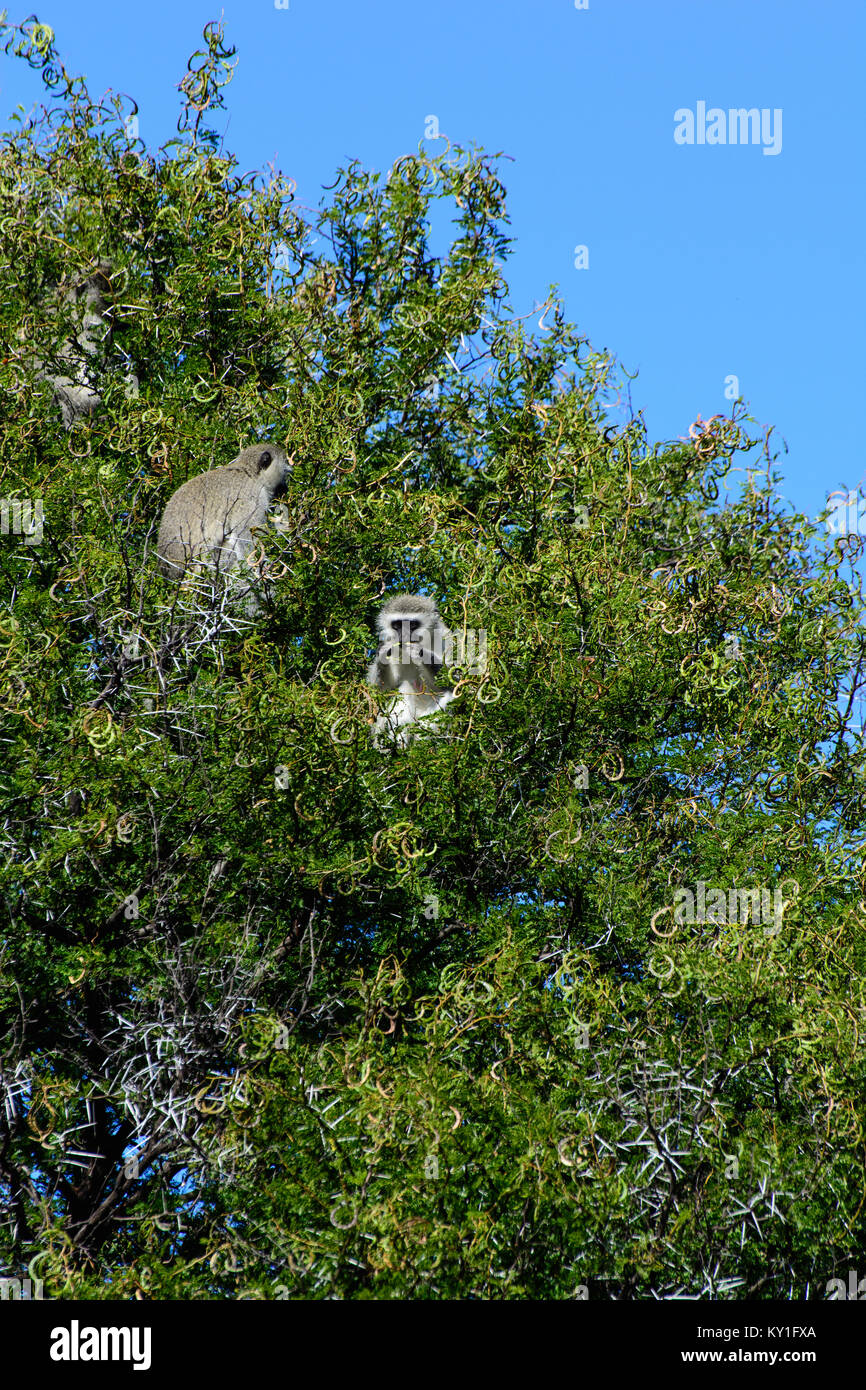 Color wildlife outdoor animal photography of guenon monkeys sitting in