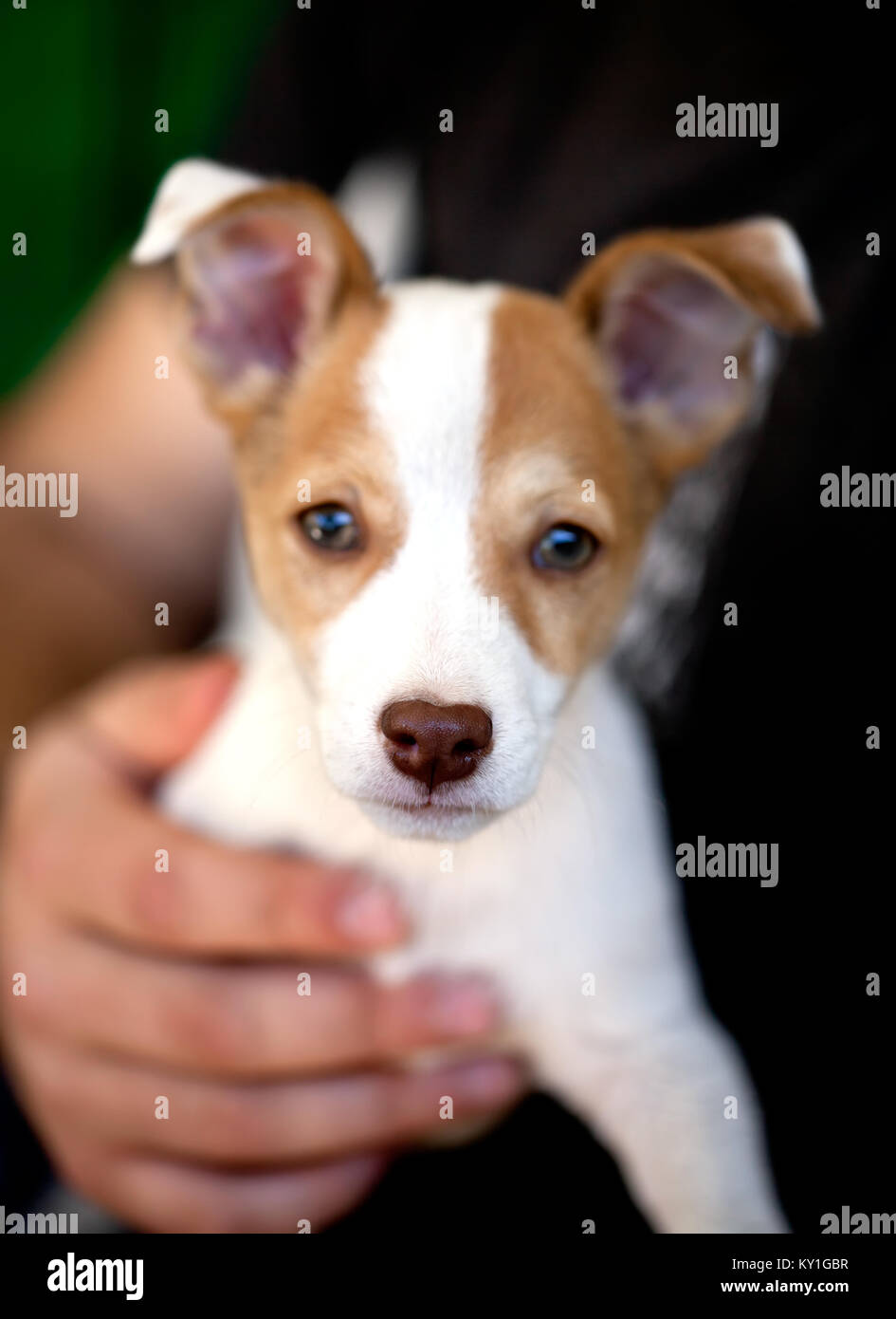 Baby Jack Russell Terrier In His Owner Hand Macro Shot Focus Located On The Nose Of The Dog Stock Photo Alamy