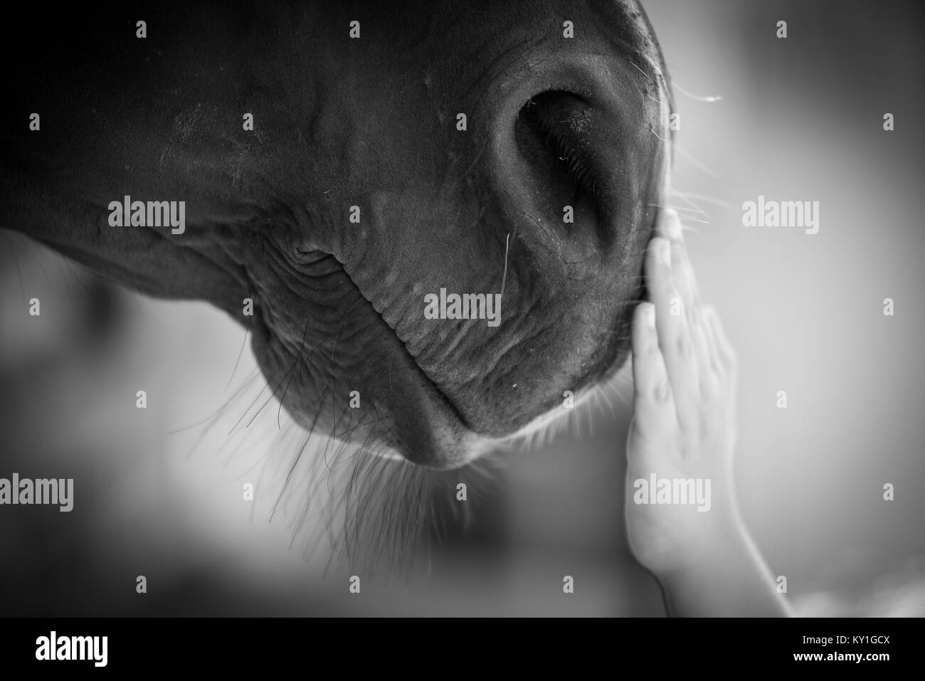 Racehorses Stock Photo