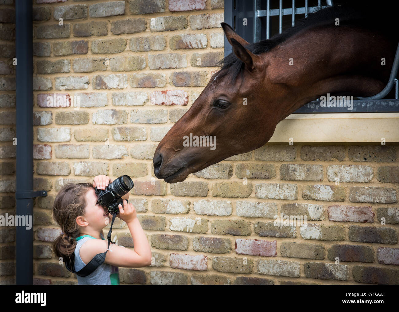 Racehorses Stock Photo