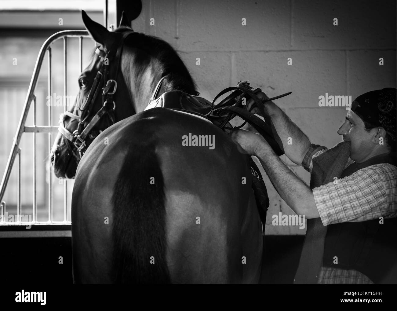 Racehorses Stock Photo