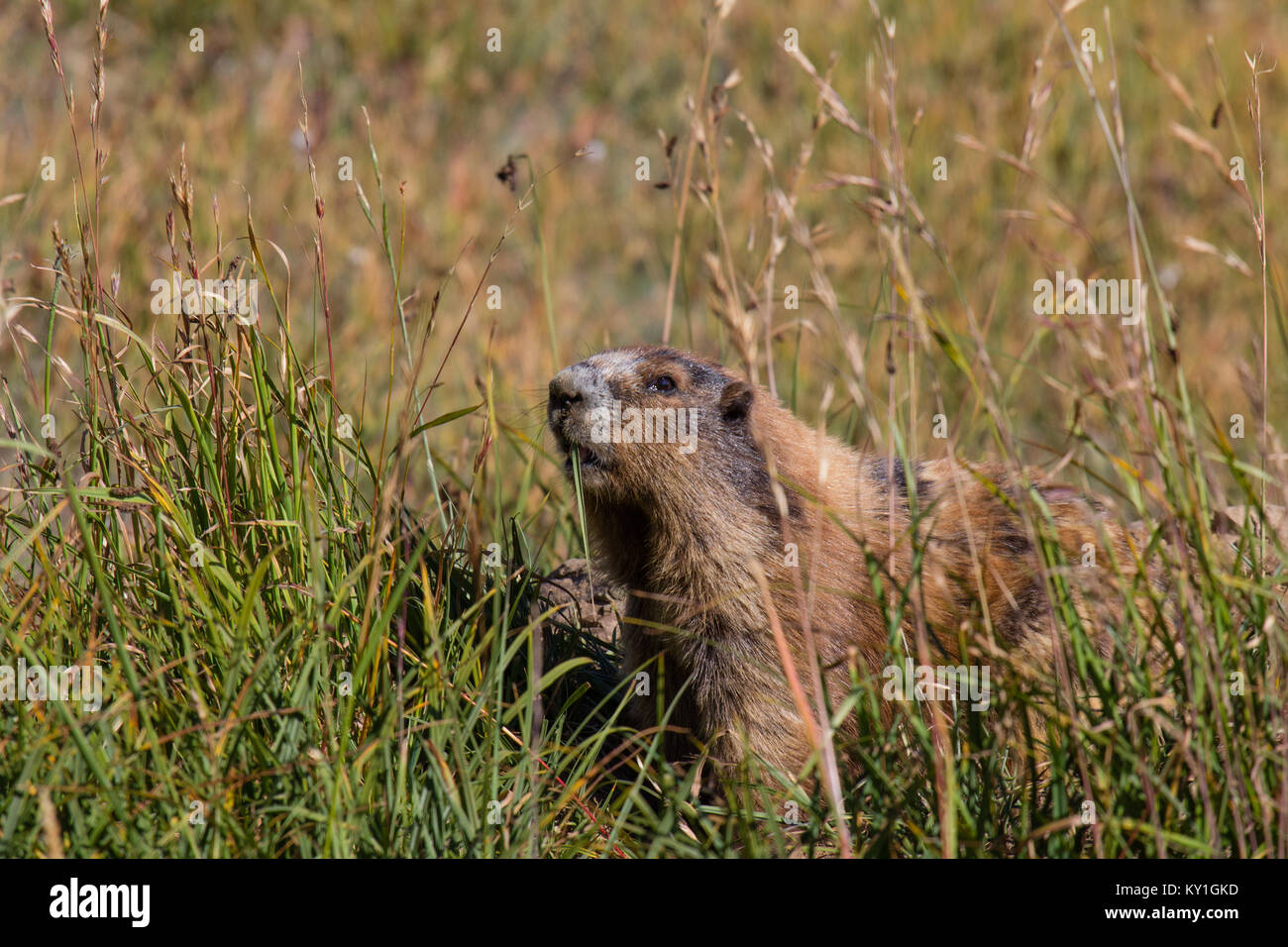 Marmot posing in the grass on sunny day Stock Photo