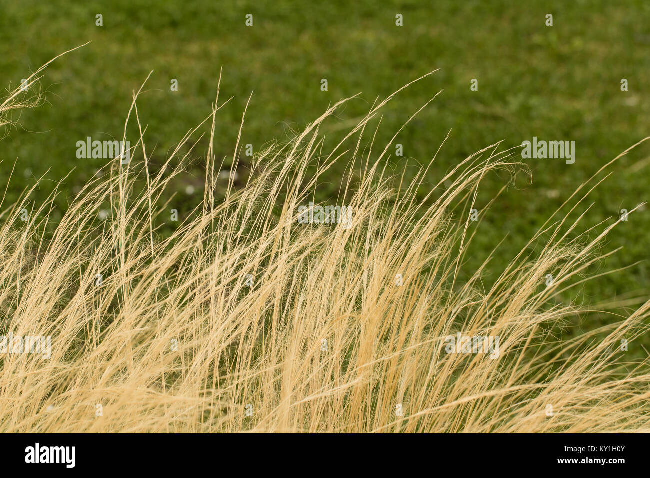 Ornamental grass background Stock Photo - Alamy