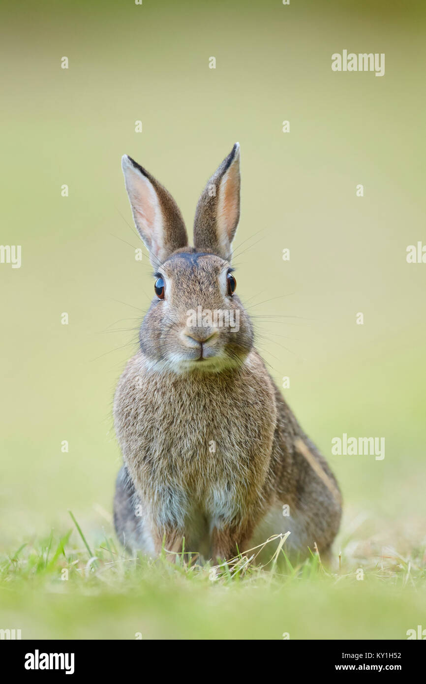 European rabbit, Oryctolagus cuniculus portrait in field, Worcestershire, UK Stock Photo