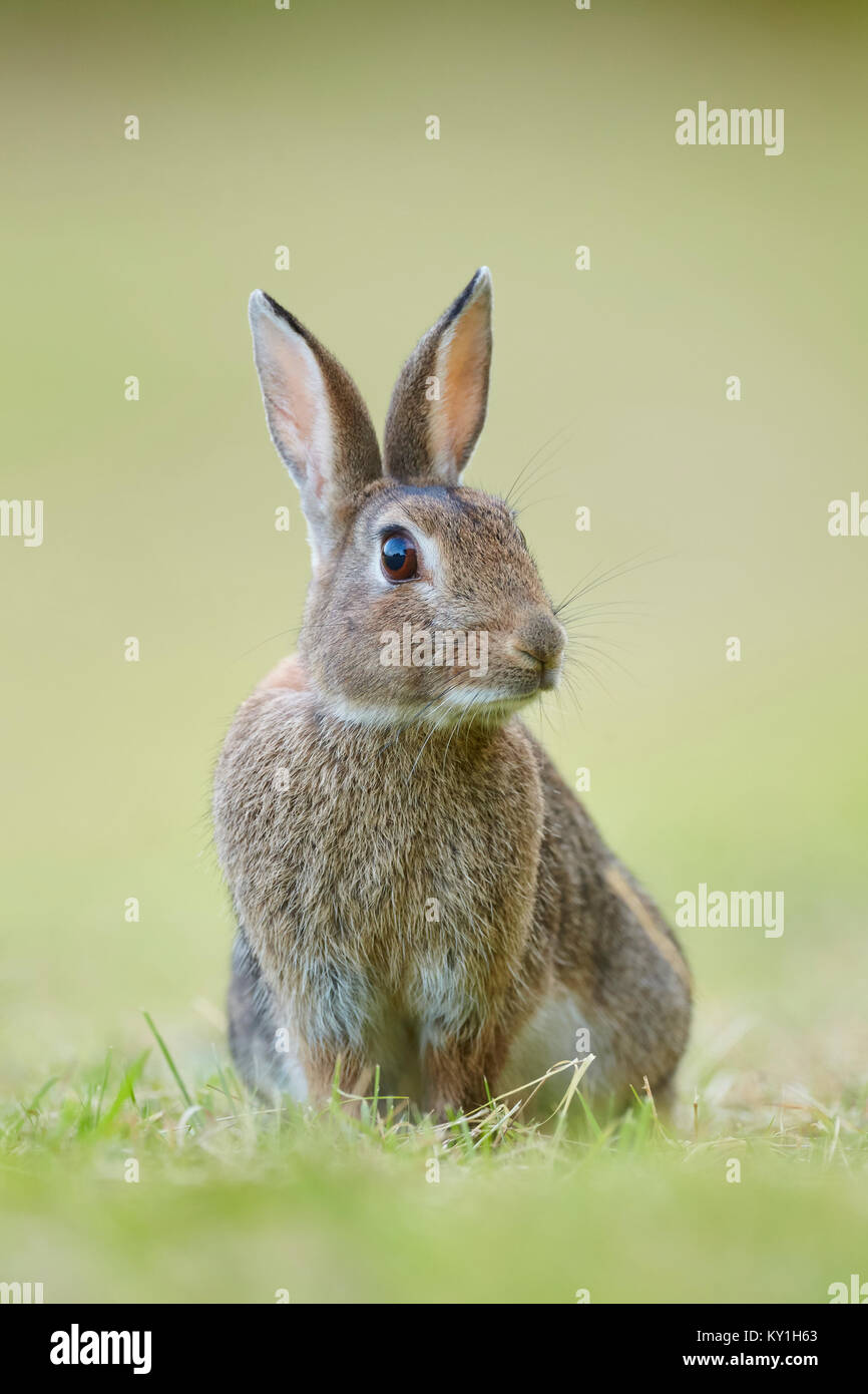 European rabbit, Oryctolagus cuniculus portrait in field, Worcestershire, UK Stock Photo