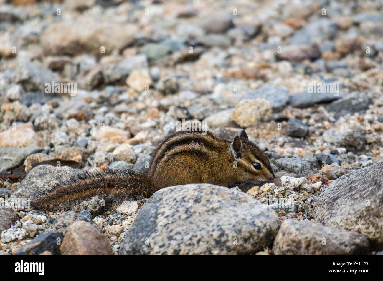A cute chipmunk on the rocks in the Rocky Mountains Stock Photo