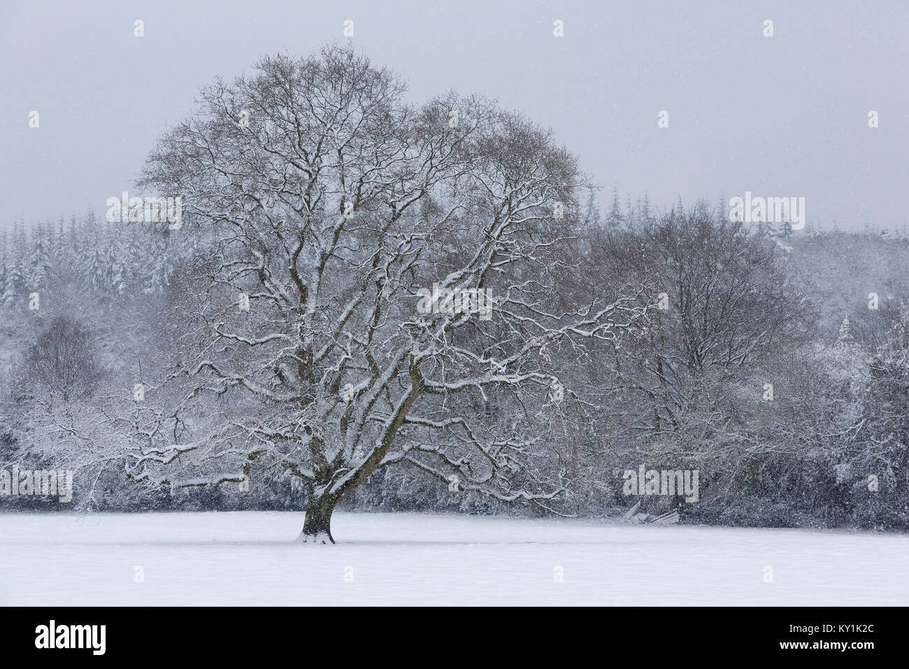 Single English Oak Tree, Quercus robur, in snow, Monmouthshire, December Stock Photo