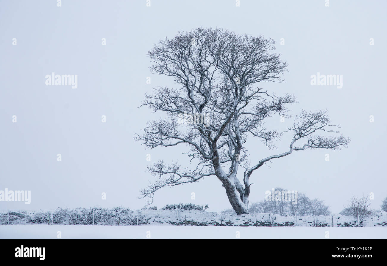 Single English Oak Tree, Quercus robur, in snow, Monmouthshire, December Stock Photo