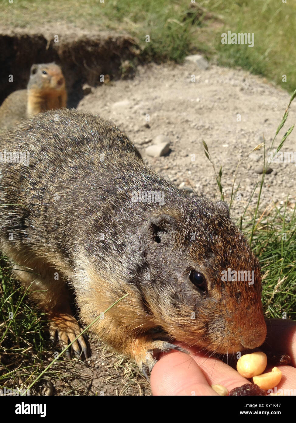 Columbian Ground Squirrel (Urocitellus columbianus) eating nuts and