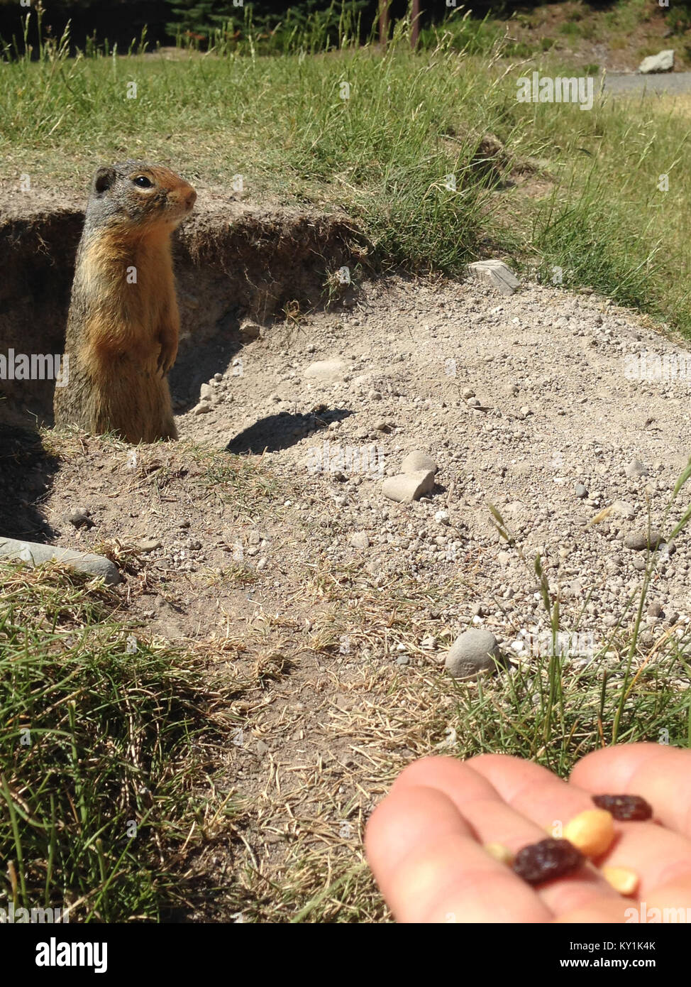 Columbian Ground Squirrel (Urocitellus columbianus) eating nuts and