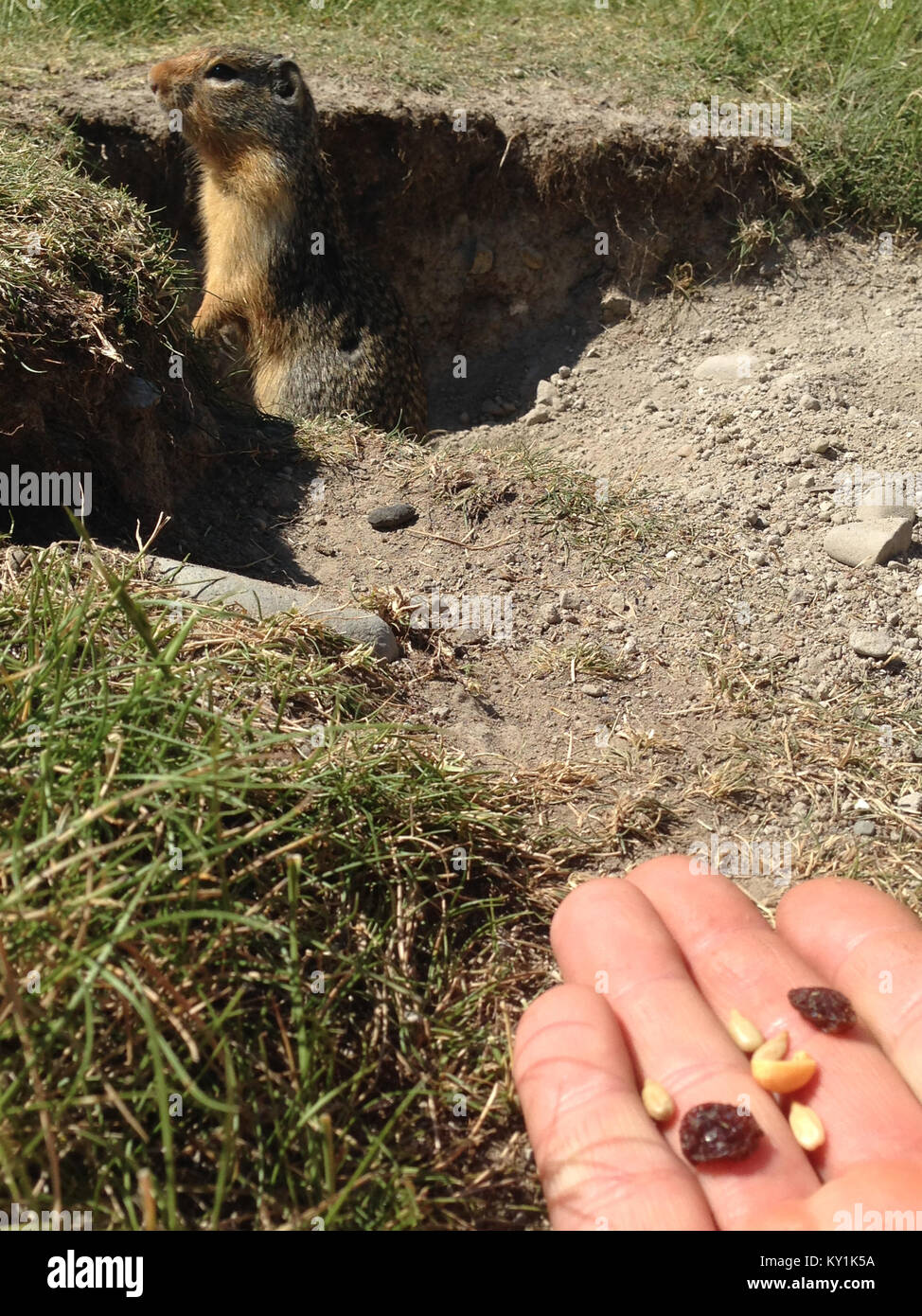 Columbian Ground Squirrel (Urocitellus columbianus) eating nuts and raisins from hand Stock
