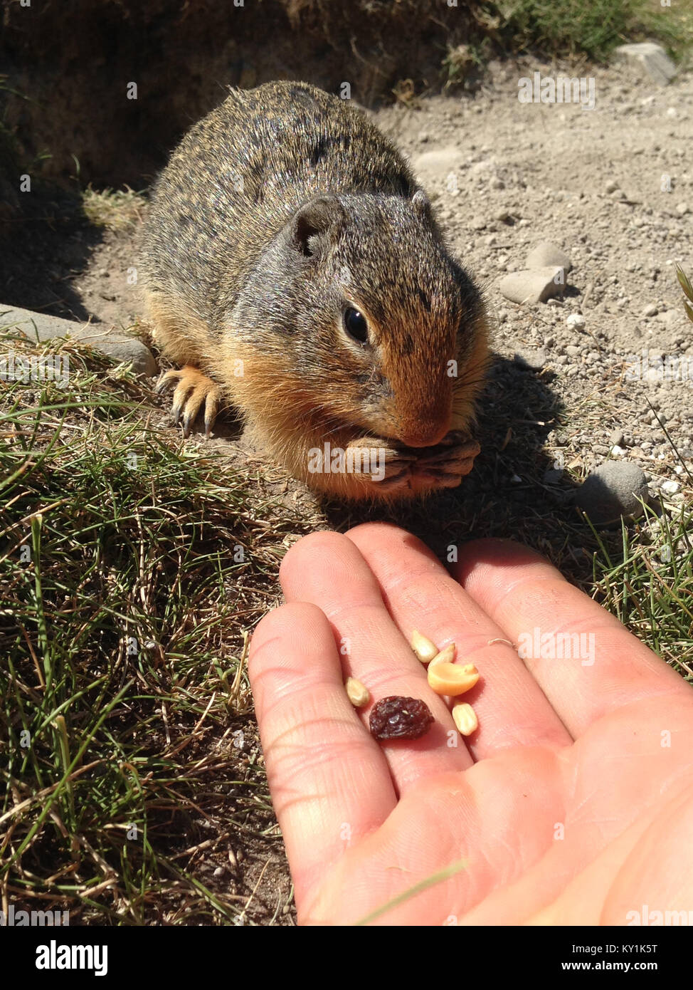 Columbian Ground Squirrel (Urocitellus columbianus) eating nuts and