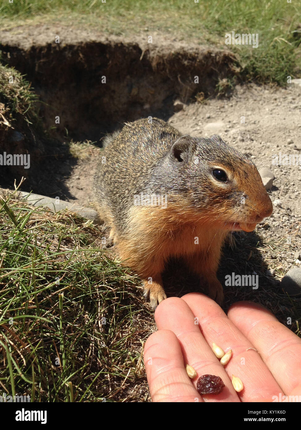 Columbian Ground Squirrel (Urocitellus columbianus) eating nuts and