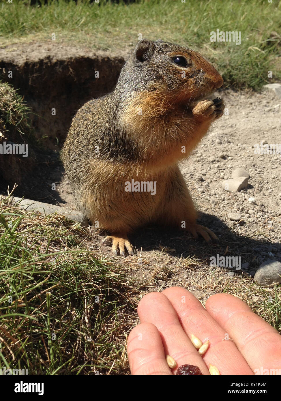 Columbian Ground Squirrel (Urocitellus columbianus) eating nuts and