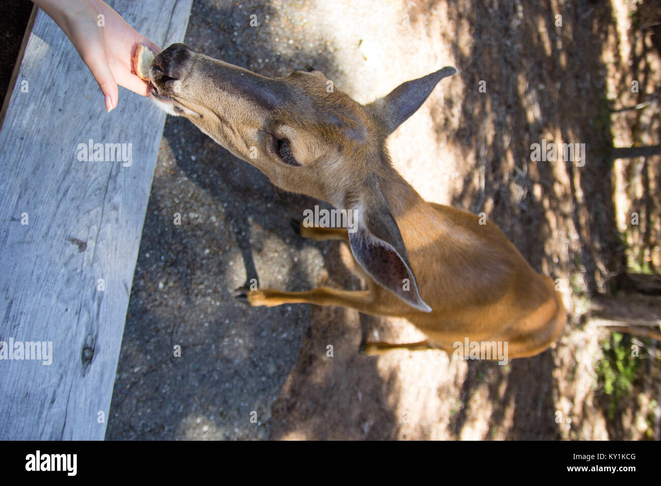 A female deer close up to camera. Friendly doe in Olympic National Park. Stock Photo