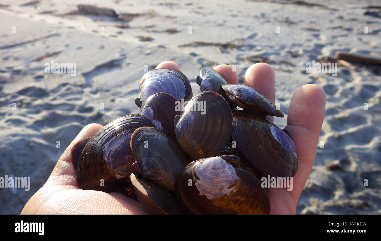 Fresh manila clams in hand in the beach Stock Photo Alamy