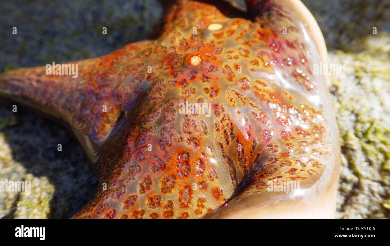 Orange starfish on a sand close up Stock Photo