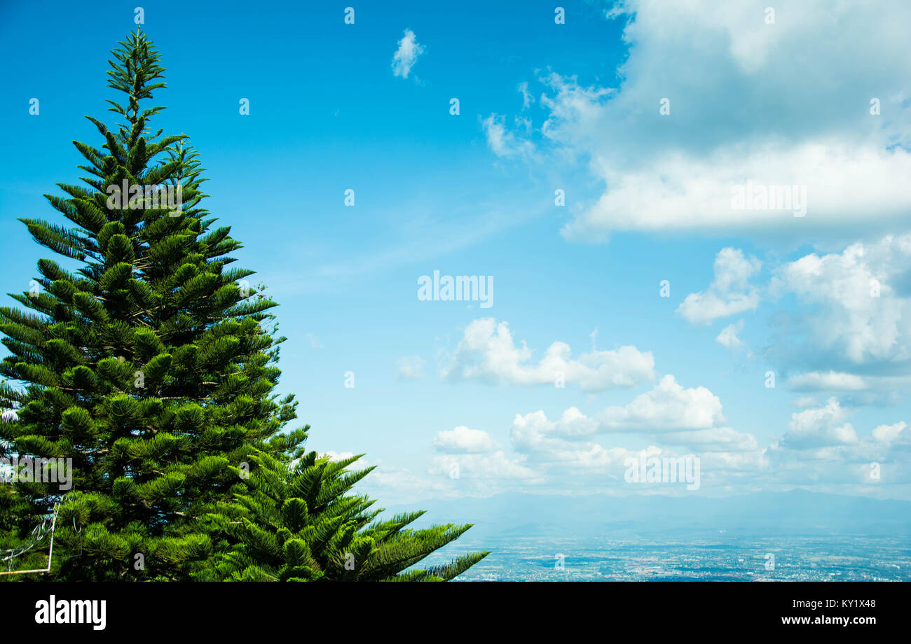 the view of a pine tree among the blue sky with the white clound at the ...