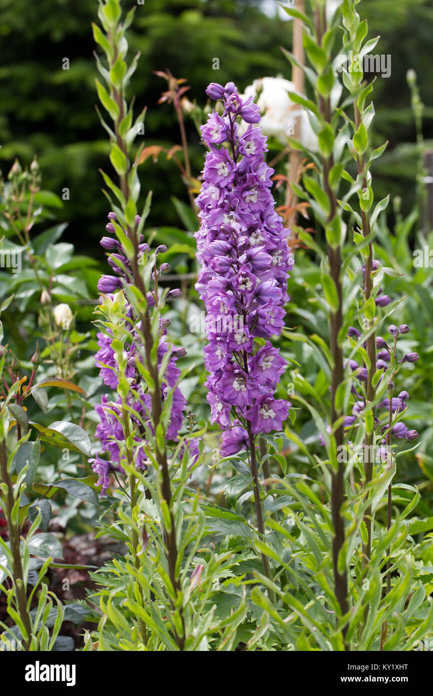 Purple Delphinium Flower in Garden Stock Photo