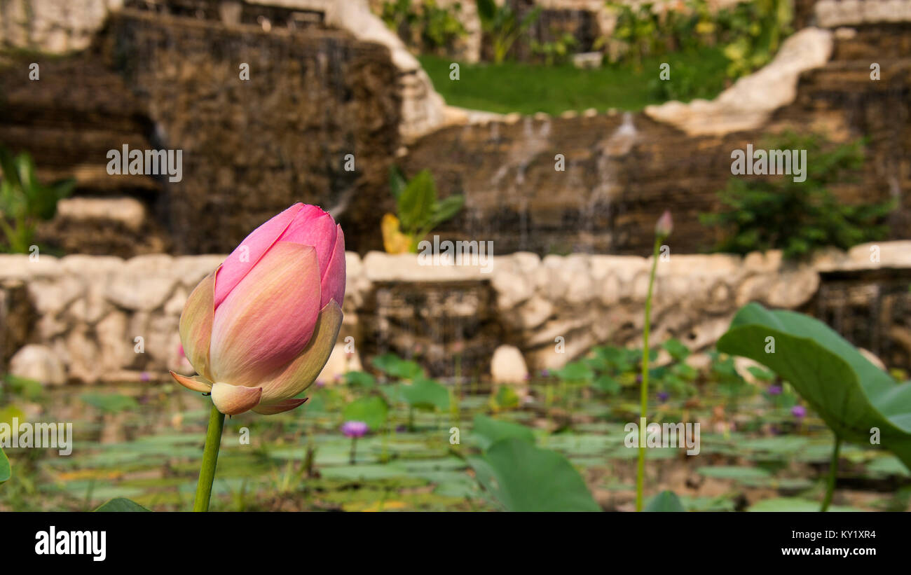 Lotus Flower on water Stock Photo