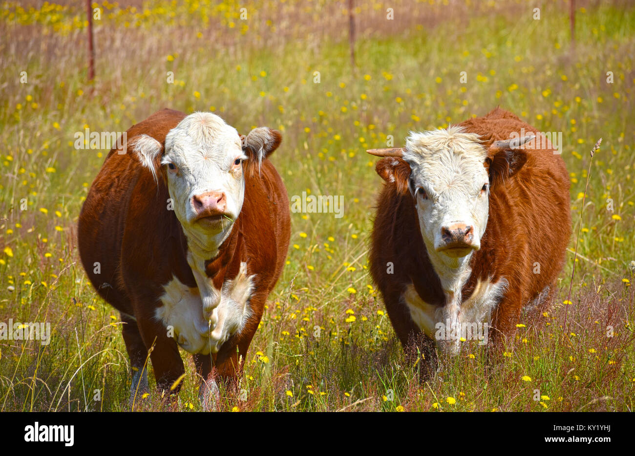 Cow and Bull in a field of dandelions. Stock Photo