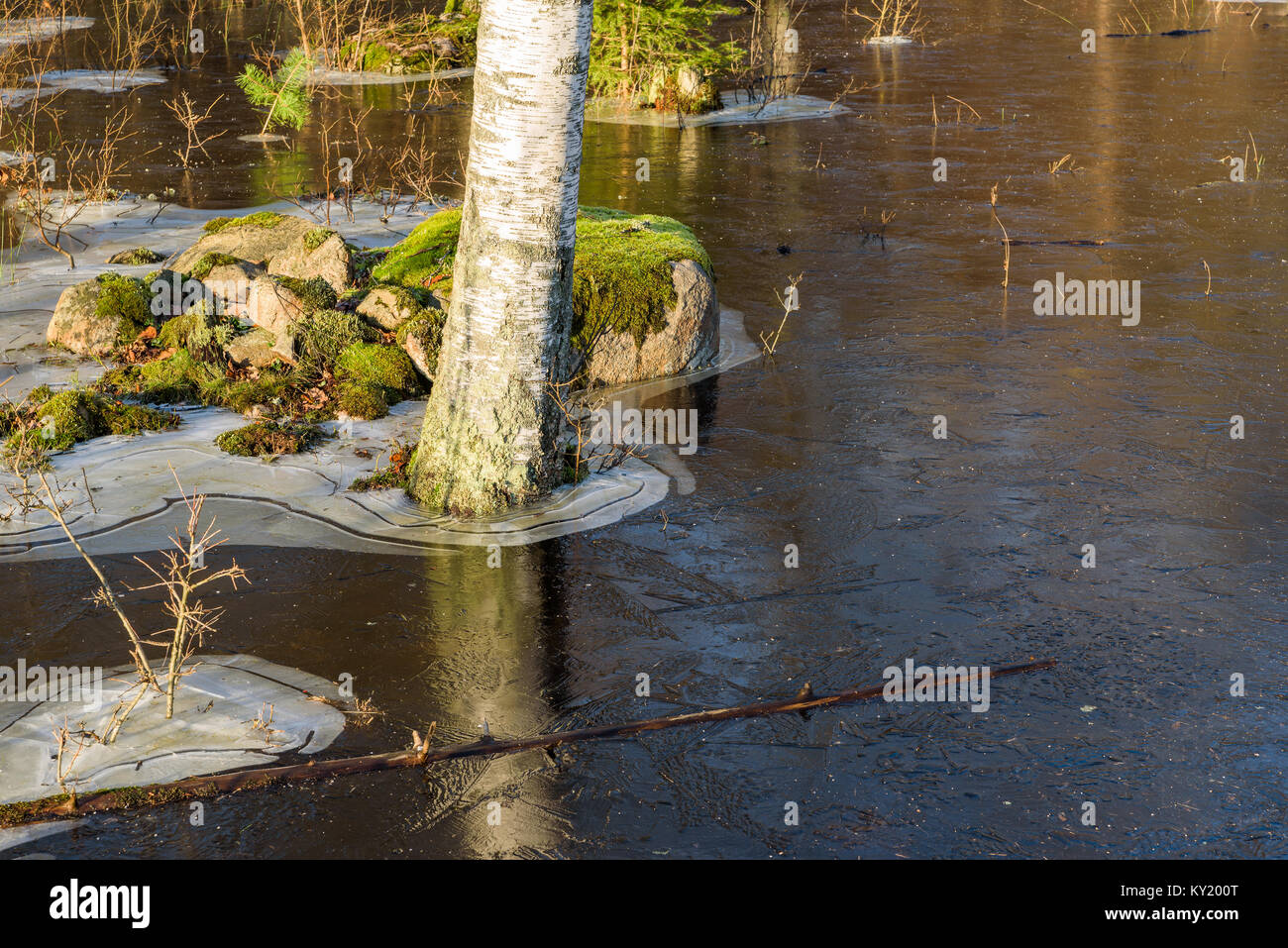 Birch tree trunk in frozen and flooded ground. Stock Photo