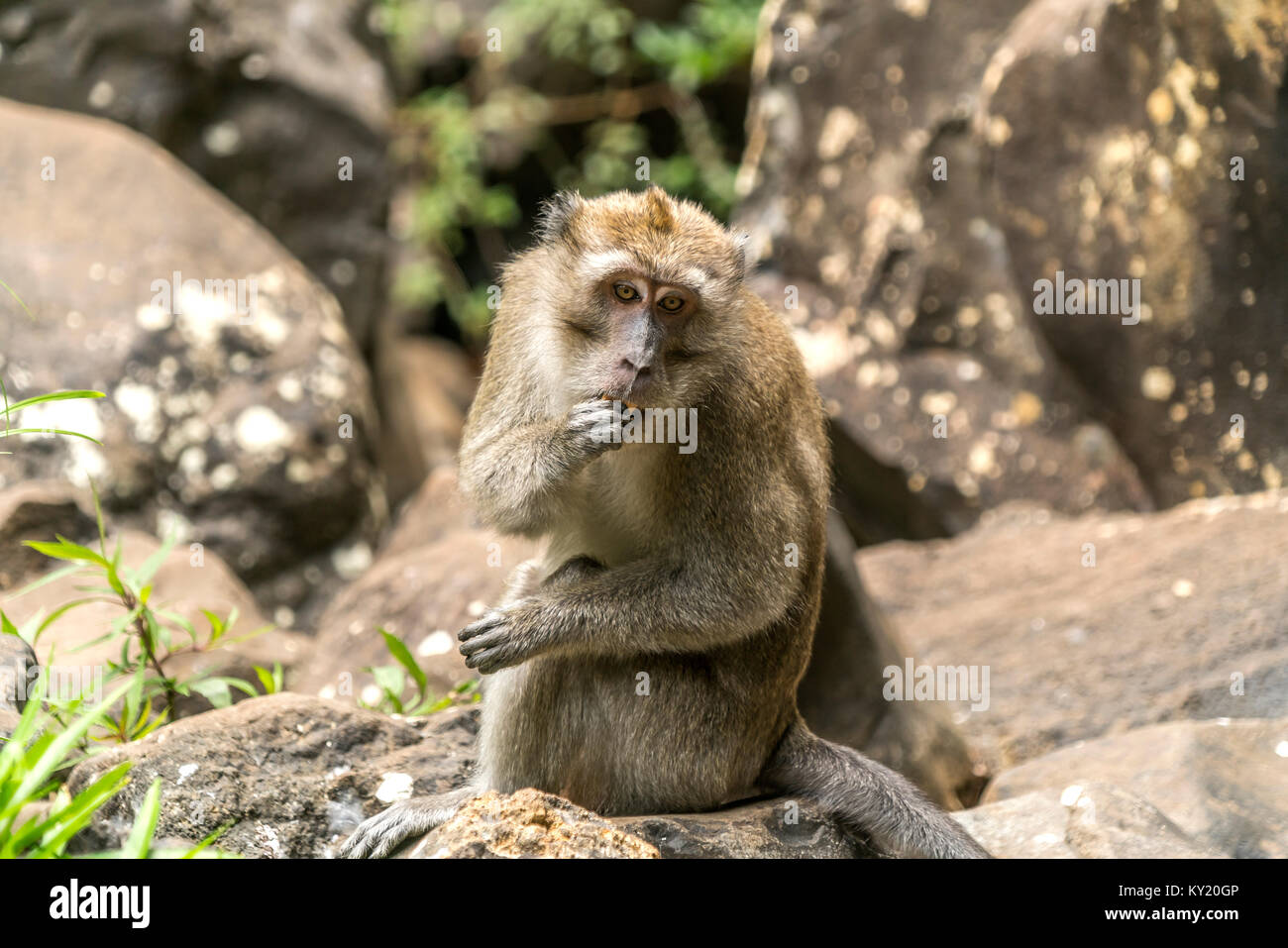 Javaneraffe  (Macaca fascicularis) im Black-River-Gorges-Nationalpark, Mauritius, Afrika |   crab-eating macaque (Macaca fascicularis), Black River Go Stock Photo