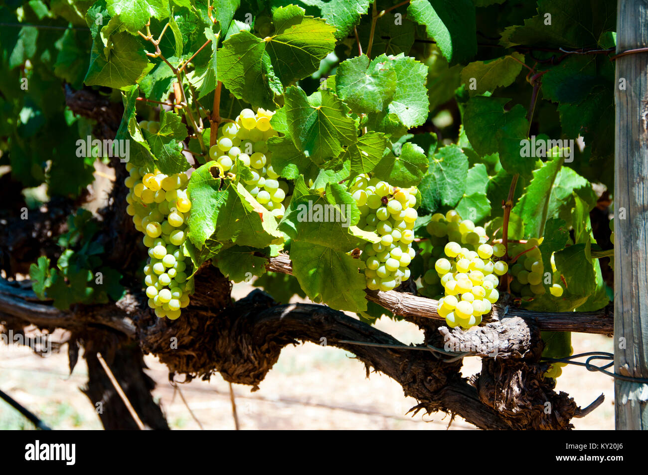 Chardonnay Grapes in Swan Valley Stock Photo Alamy