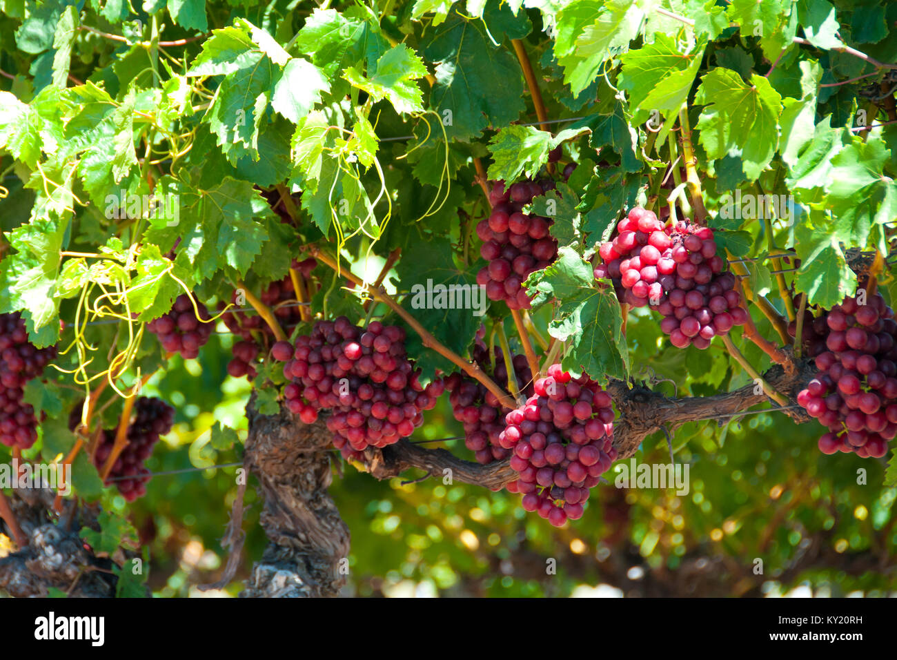 Midnight Beauty Grapes in Swan Valley Stock Photo Alamy