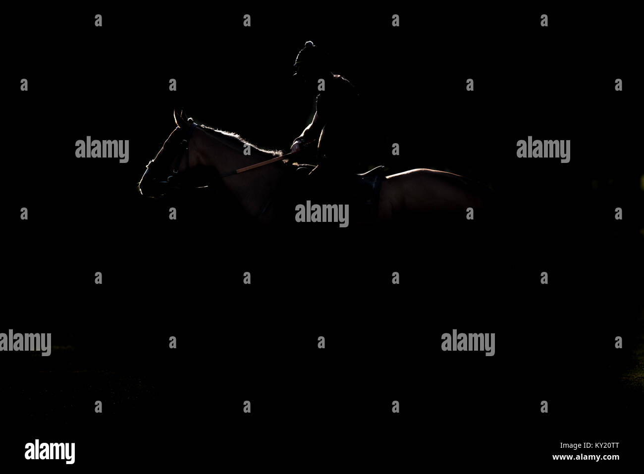 Racehorse Golden Silhouette Stock Photo