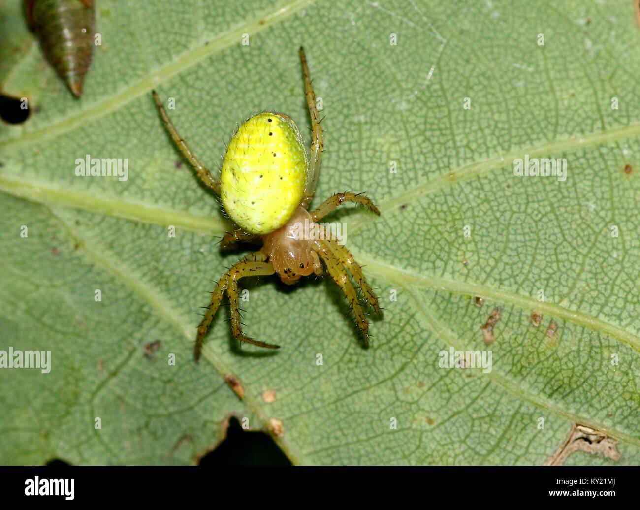 European Cucumber Green Spider (Araniella cucurbitina) in closeup. Stock Photo