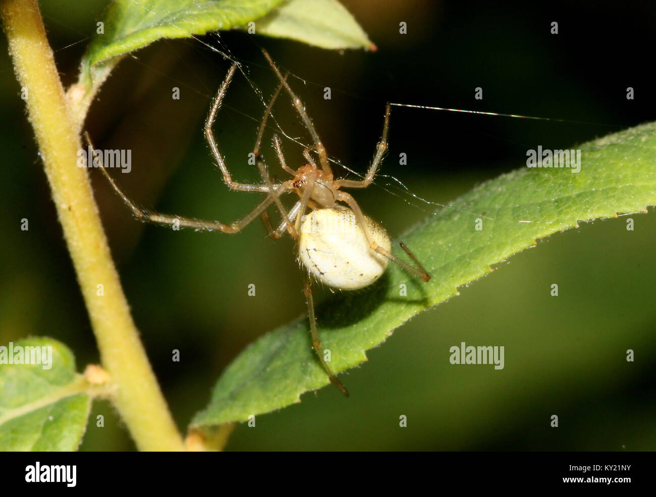 European Cucumber Green Spider (Araniella cucurbitina) in closeup. Stock Photo