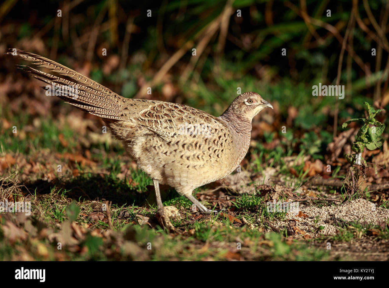 A Ring-necked pheasant hen Stock Photo
