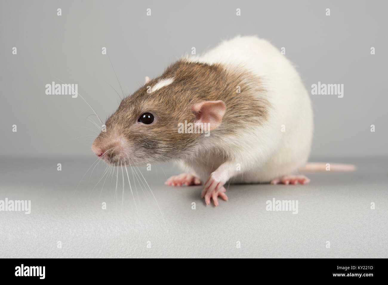 Pet rat, UK Stock Photo Alamy