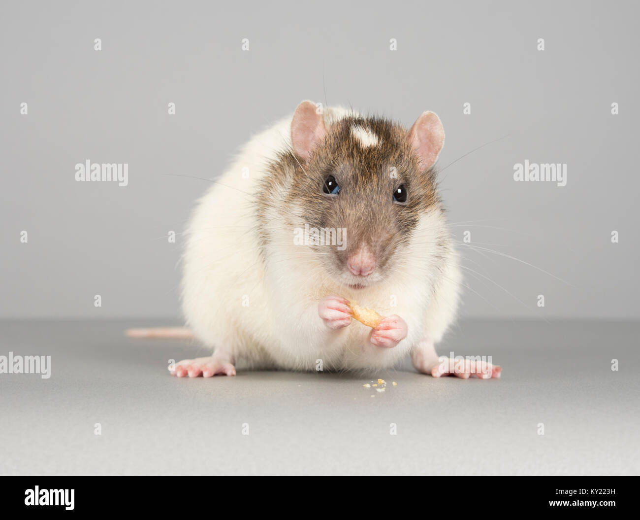 Tame rat hires stock photography and images Alamy
