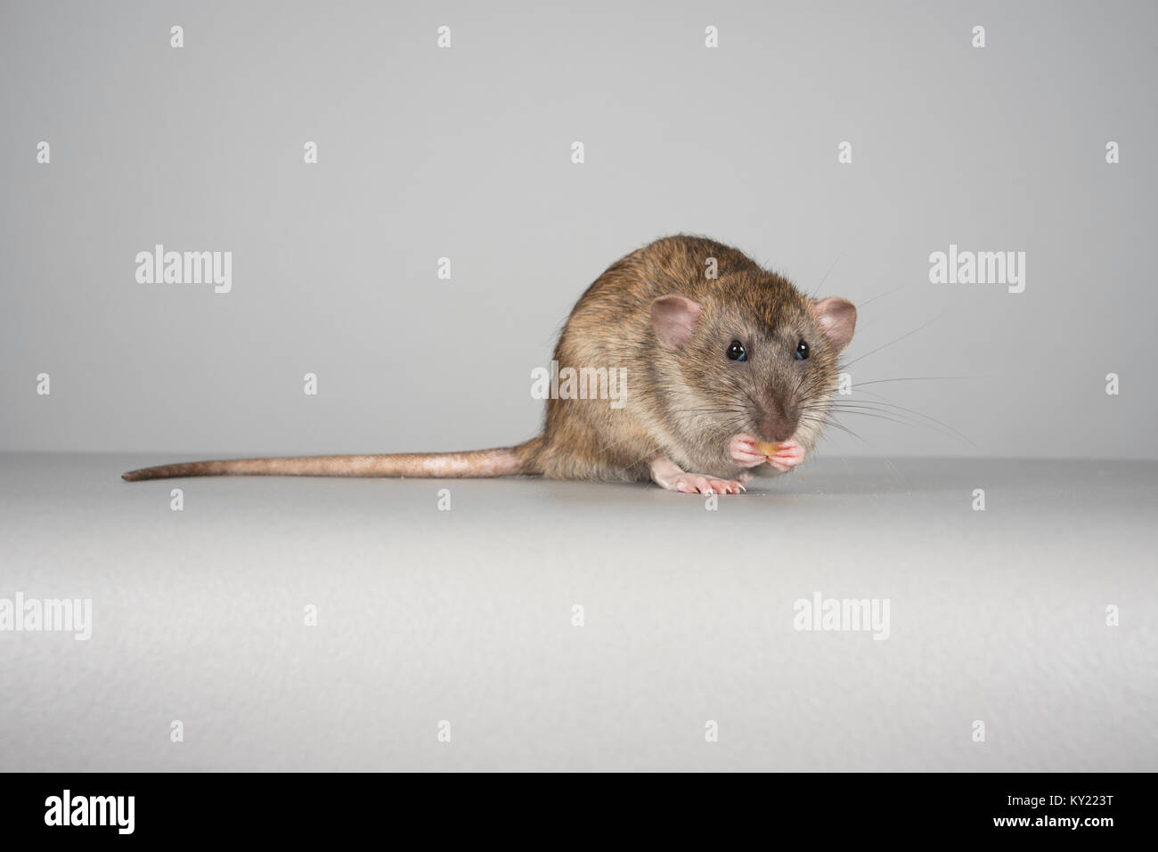 Pet rat, UK Stock Photo Alamy