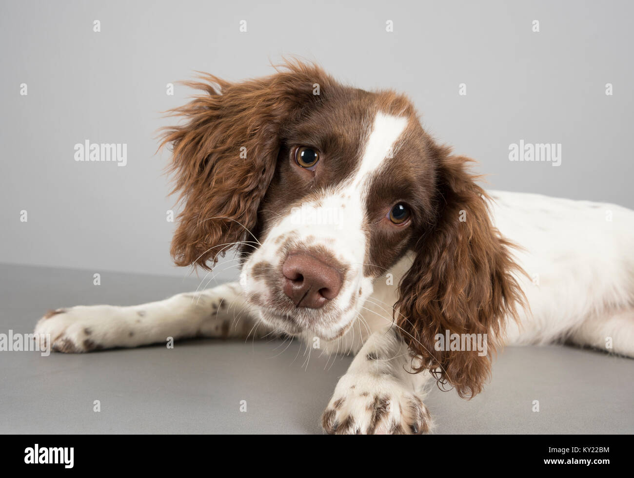 springer spaniel puppy photographed in the UK Stock Photo - Alamy