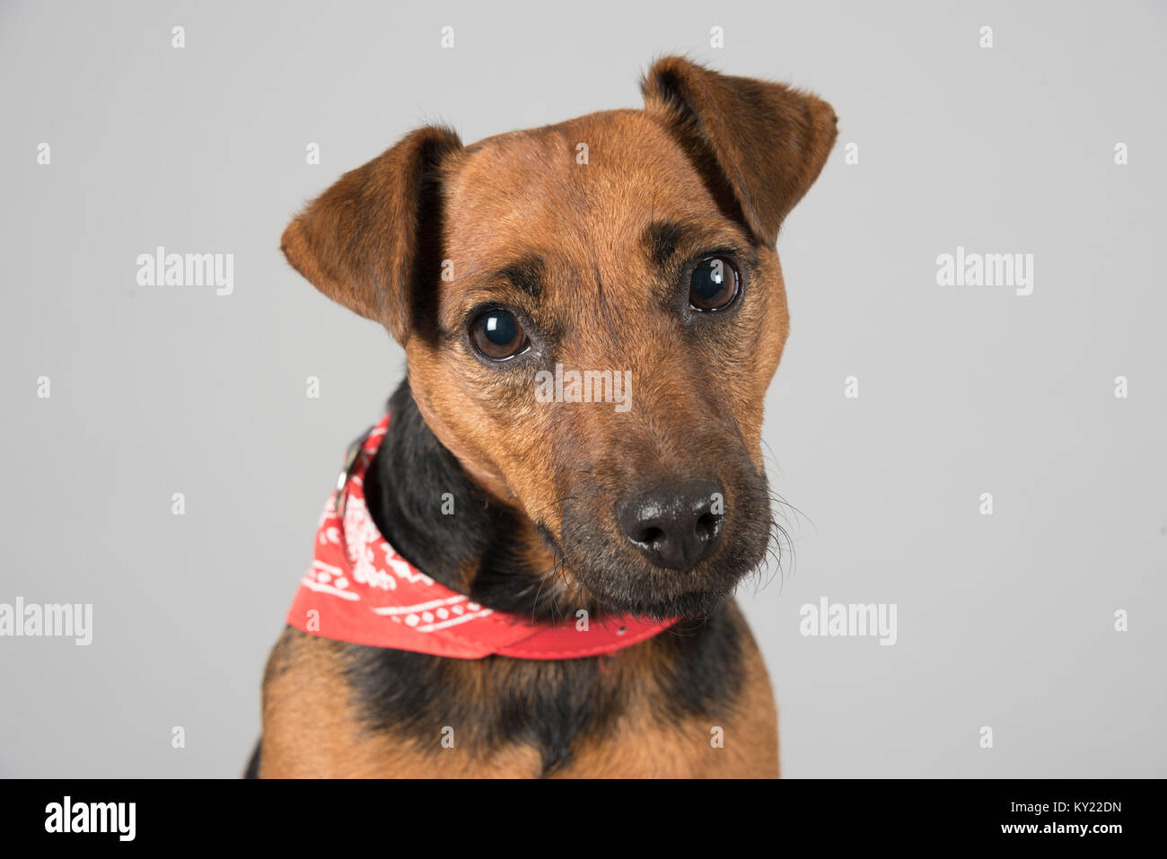 Fell terrier hi-res stock photography and images - Alamy