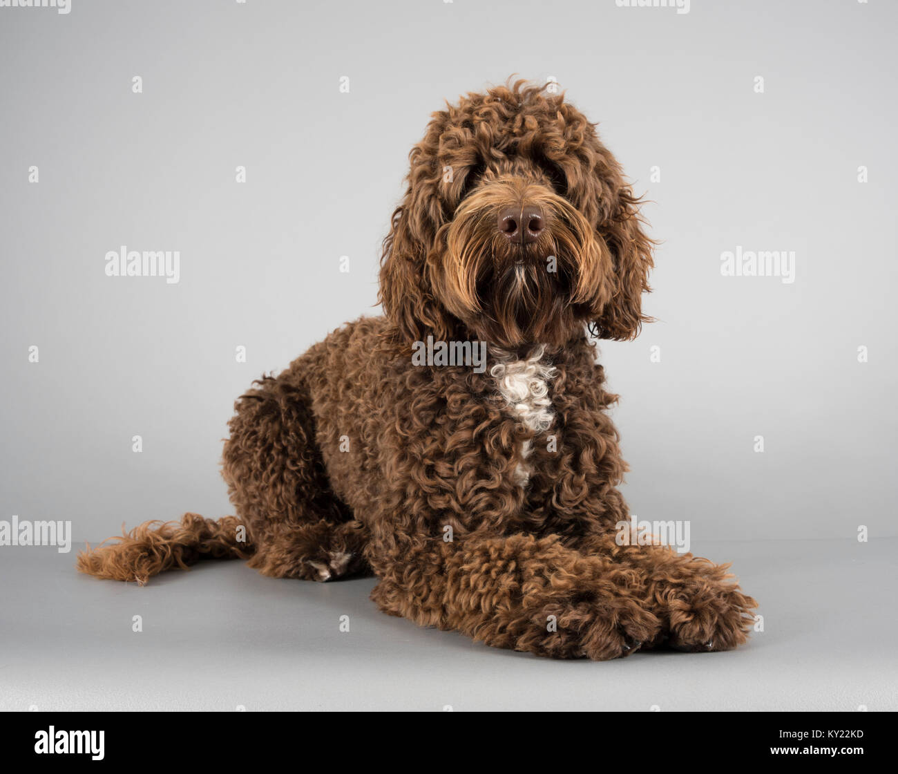 Sproodle - Springer Spaniel Poodle mix, photographed in the UK Stock Photo  - Alamy